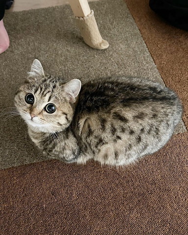 香箱座り猫横から