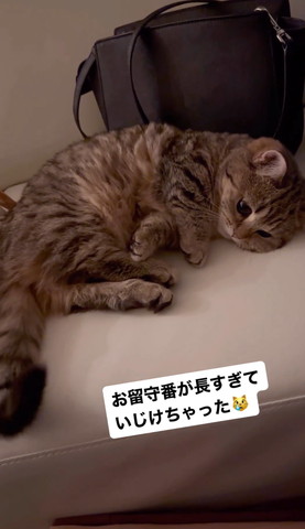 拗ねた顔で横になる猫しっぽが左側に