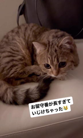丸くなる猫