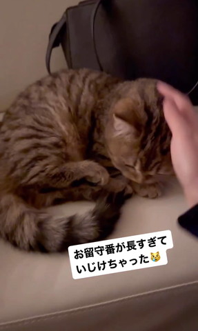 猫をなでようとする飼い主