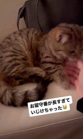 飼い主の手をかむ猫