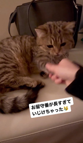 猫の前足さわる飼い主