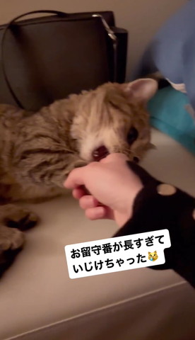 前足さわられて噛む猫