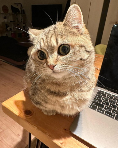 パソコンと猫