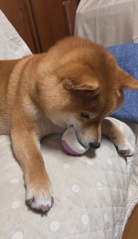 ボールくわえてるワンコ