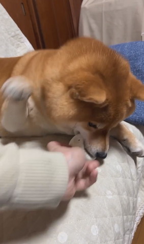 ボールろうとする飼い主を前足を左に振り上げるワンコ