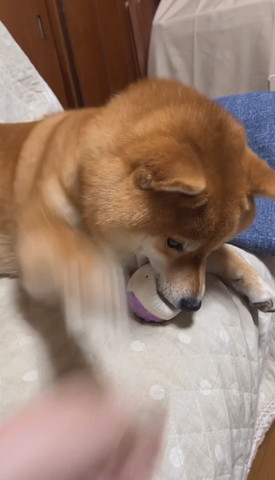 ボールくわえてるワンコ前足ぶれてる