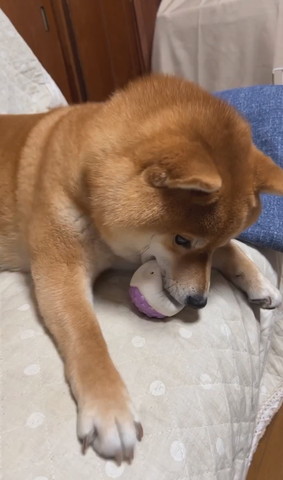 ボールくわえてるワンコ爪が結構出てる