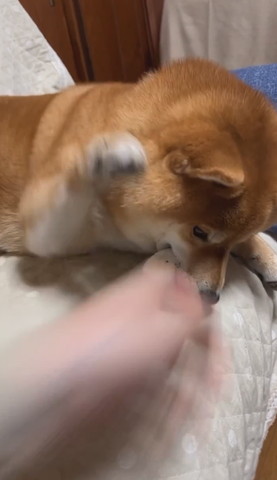 ボールろうとする飼い主を前足振り上げるワンコ