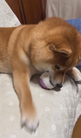 ボールくわえてるワンコ前足ぶれてソファに置いてる