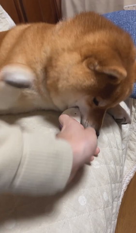 ボールとろうとする飼い主と目を細めるワンコ