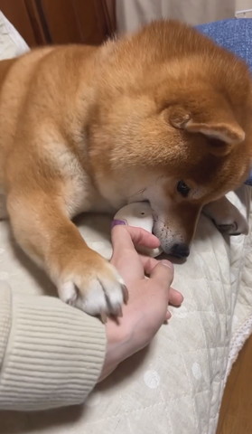 ボールくわえてるワンコ飼い主の手に前足のせる