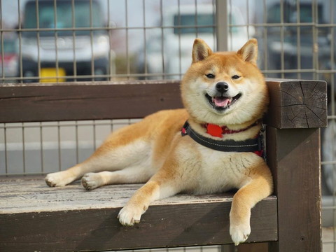 ベンチに座るワンコ笑顔