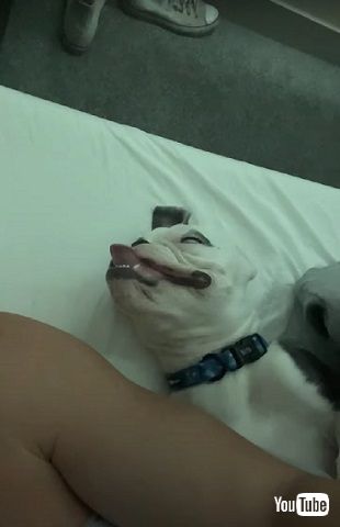 ブルドッグの変顔