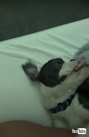 変顔ブルドッグ