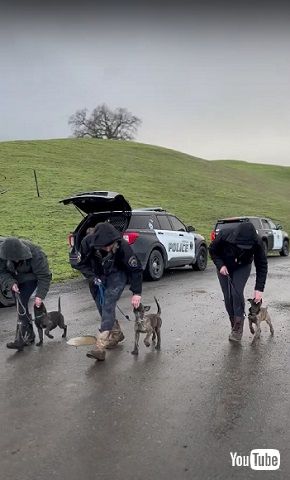 警察犬の訓練をする子犬たち