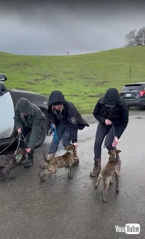 警察犬の訓練をする子犬たち