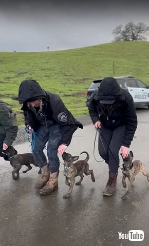 警察犬の訓練をする子犬たち