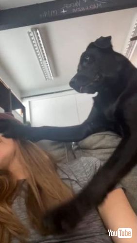 飼い主にかまってほしい犬