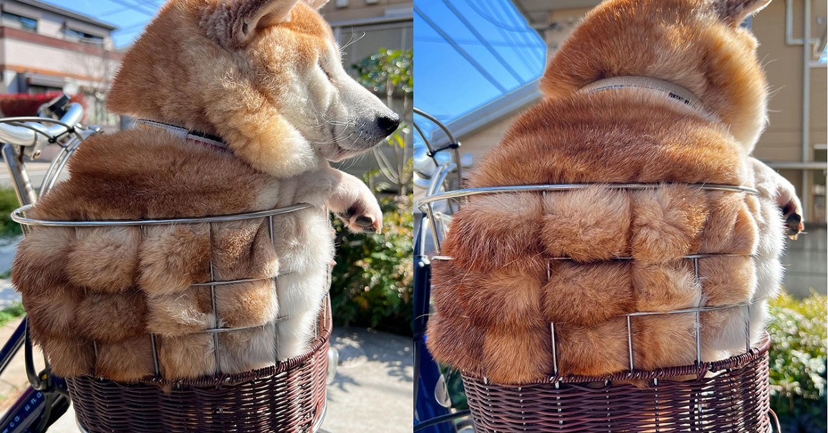 メロンパンみたい」「ちぎりパンかとw」「山型パンですね