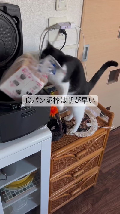 食パンの袋をくわえる猫