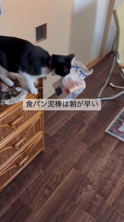 食パンをくわえたままジャンプしようとする猫