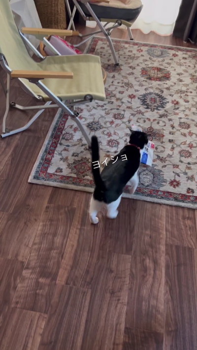 食パンを重そうに運ぶ猫