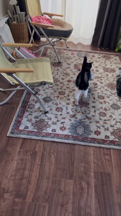 食パンを重そうに運ぶ猫