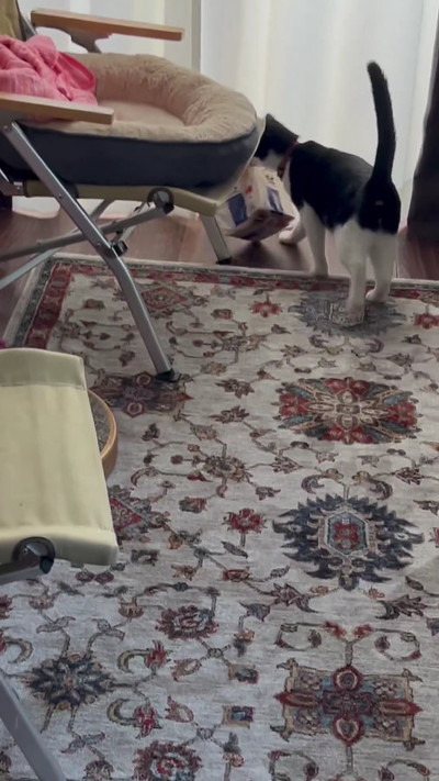 食パンをくわえて窓際に歩いていく猫