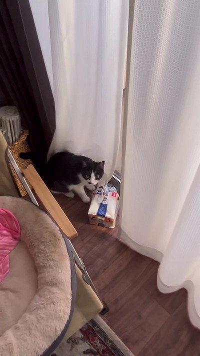食パンをお気に入りの窓際に持っていく猫