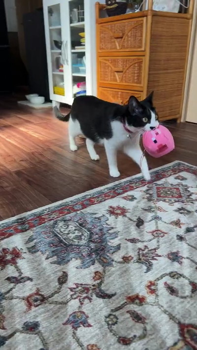 ぬいぐるみを運ぶ猫