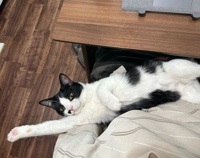 飼い主の膝の上でのびる猫