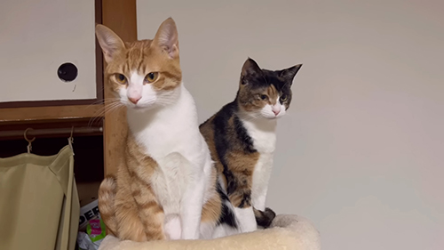 現在のおこさくきょうだい