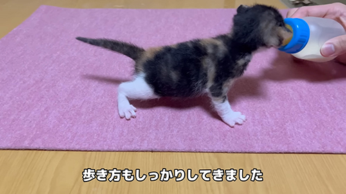 生後20日のおこげちゃん