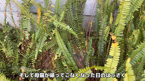 取り残されてしまったはっさくくん