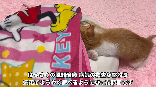 はっさくの風邪治療