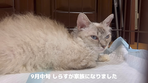 9月しらすちゃん