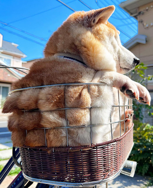 柴犬ちぎりパン&きゅうす