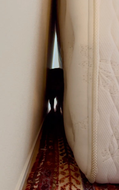 何処行くの柴犬