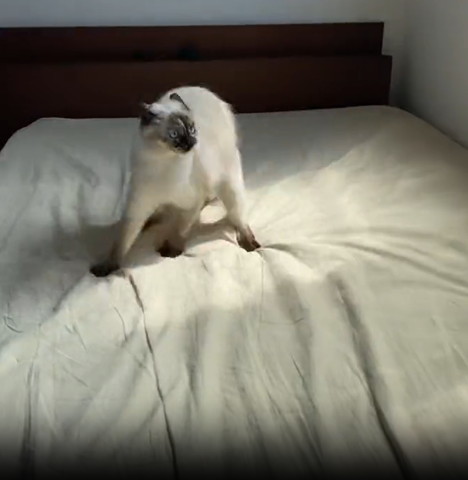 ベッド奥の左側猫ちゃん