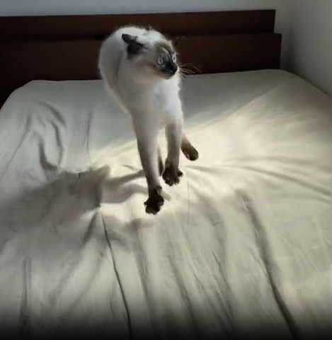 ベッドのセンターでジャンプ正面猫ちゃん