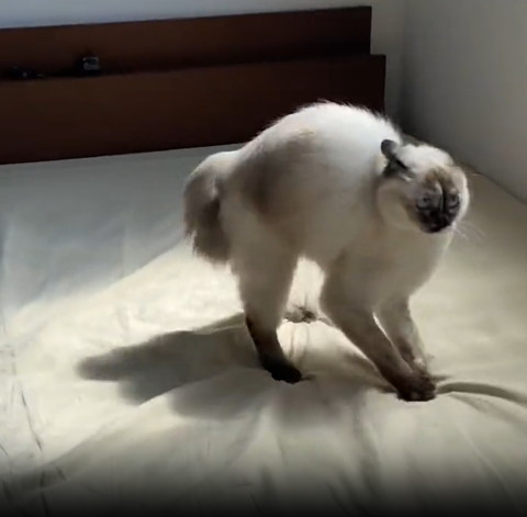 ベッド右前でやんのかポーズ猫ちゃん