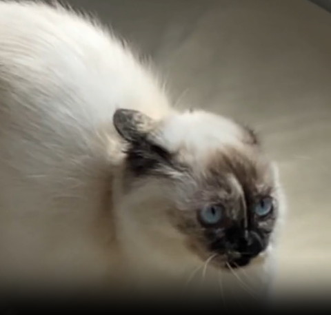 耳倒してる猫アップ