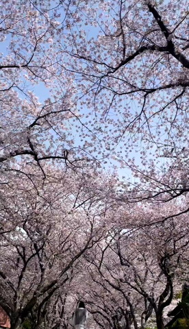 桜の写真