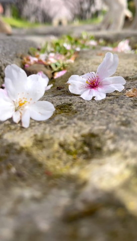 桜の花2つアップ