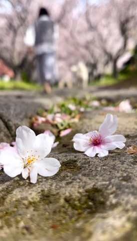 桜の花2つアップバックにお散歩してる人とワンコ