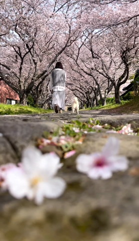 手前の桜ぼやける奥の散歩する人とワンコにピント