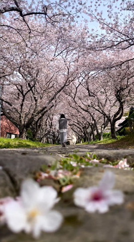 散歩する人とワンコ遠い