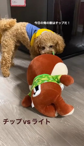 ぬいぐるみくわえてるワンコ