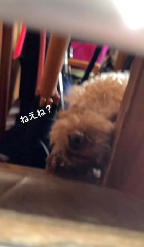 ねぇねテロップ